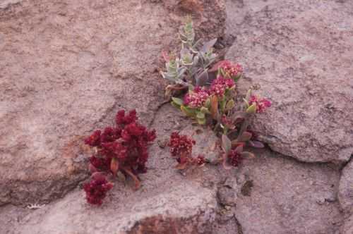 TREKKING NEL DESERTO DI ATACAMA 2015